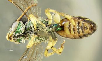 Media type: image;   Entomology 606441 Aspect: habitus ventral view
